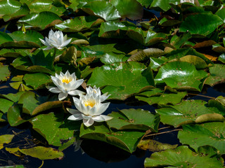 beautiful water lilies delight passers-by, Vecpiebalga, sunny summer day, Latvia