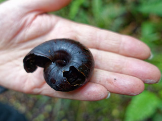 Powelliphanta giant snail predated by a possum, west coast, New Zealand.
