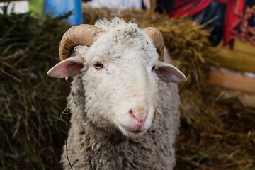 Sheep  closeup portrait