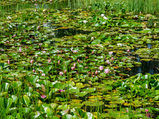 beautiful water lilies delight passers-by, Vecpiebalga, sunny summer day, Latvia