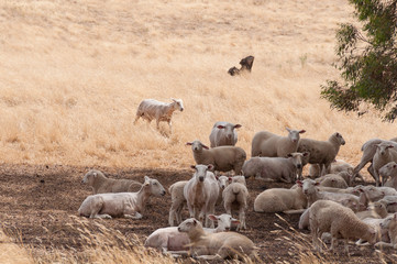 Countryside landscape with flock of sheered sheep resting in shade