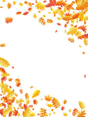 Obraz premium Dąb, klon, dziki jarzębina pozostawia wektor, jesienne liście na białym tle.