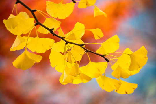 Yellow leaves of a Gingko tree in autumn