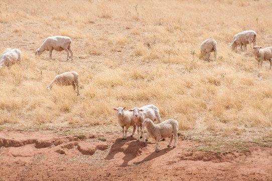 Sheered Australian Merino Sheep On A Paddock