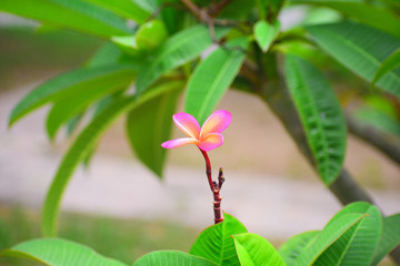 flower in garden