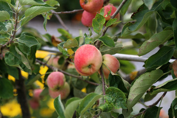 Apples mature on tree branches in garden