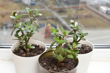Succulent houseplant Crassula on the windowsill against the background of a window
