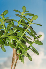 Succulent houseplant Crassula on the windowsill against the background of a window