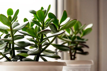 Succulent houseplant Crassula on the windowsill against the background of a window © Andrey Nikitin