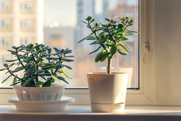 Succulent houseplant Crassula on the windowsill against the background of a window