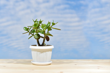 Succulent houseplant Crassula on the windowsill against the background of a window