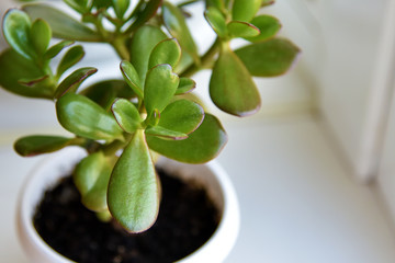 Succulent houseplant Crassula on the windowsill against the background of a window