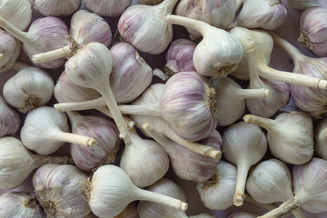 Garlic pile close up image. Bulbs of vegetables are on white textured fabric as background. Seasoned summer or autumn harvest of organic diet food. Concept of healthy life and natural nutrition