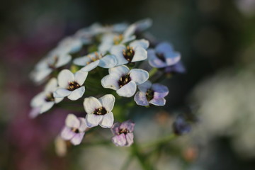 close up details and colors on small tiny flowers on a Hydrangea bush