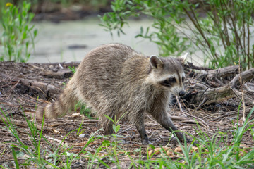 raccoon causing mischief at a campsite
