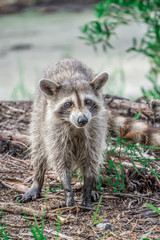 Naklejka na ściany i meble raccoon causing mischief at a campsite
