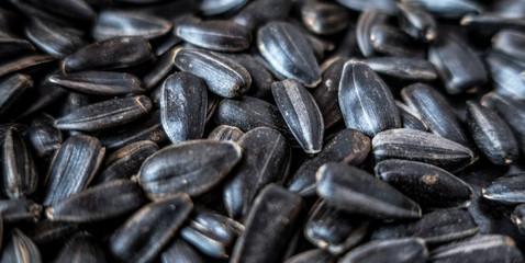 Sunflower seeds close up food organic healthy fat snack