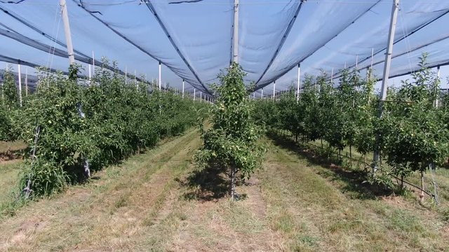 Camera span across the rows of apple trees at the modern orchard, 4k