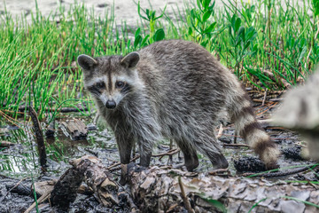 raccoon causing mischief at a campsite