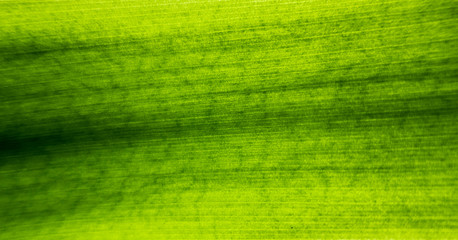 Green leaf of plant close up colorful nature background texture straight lines