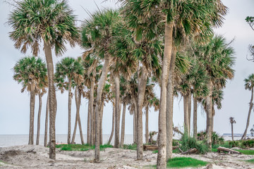 Beach scenes at hunting island south carolina
