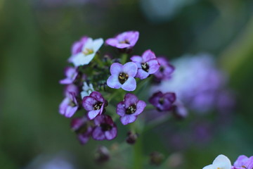 close up details and colors on small tiny flowers on a Hydrangea bush