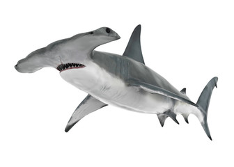 Hammerhead Shark Isolated - obrazy, fototapety, plakaty