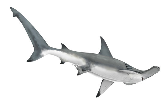 Hammerhead Shark Isolated