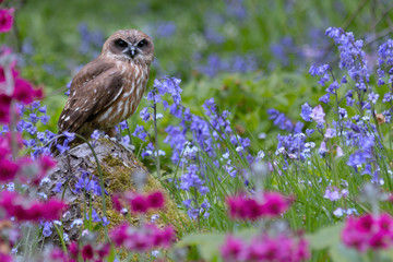 a little owl (Athene noctua) sat amongst bluebells
