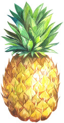 Pineapple Watercolor illustration