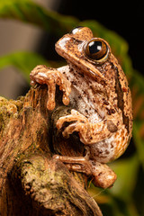Obraz premium peacock tree frog (leptopelis vermiculatus)