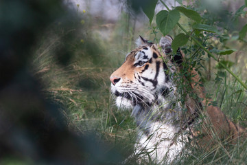 amur tiger