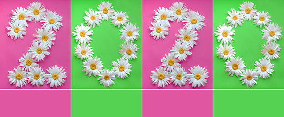 Inscription 2020 from fresh daisies on a colored background. 0, 2, arabic numeral. Happy New Year 2020. Large daisies create a number 2 and 0 on green and pink background.