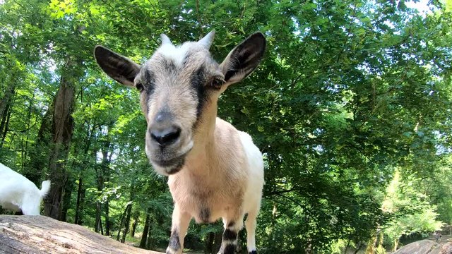 Crazy portrait of little goat
