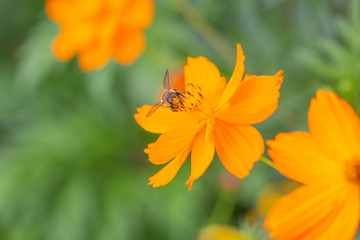 Outdoor spring blooming yellow orange yellow autumn flowers and bees,Cosmos sulphureus Cav.