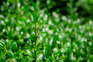 Close-up of box tree moth caterpillar, cydalima perspectalis on Buxus sempervirens bush on blurred boxwood bush. Bright striped pest on boxwood twig. Biggest pest for Buxus sempervirens, European box
