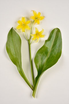 Fleur jaune d’Erythrone sur fond blanc