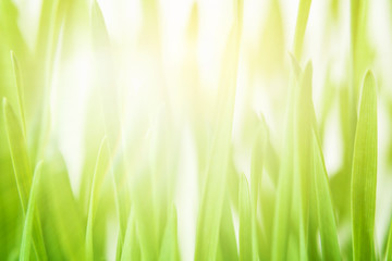 Close up blades of green grass