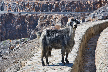 Mountain goat in Ras Al Khaimah mountains, midday, UAE