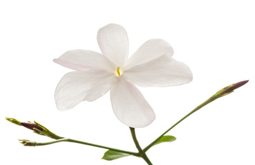 Naklejka na ściany i meble Jasmine flower