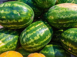 Several Watermelons ordinary (lat. Citrullus lanatus) lie on top of each other in natural light.