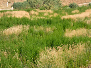 hierba en la ribera del río Llobregat