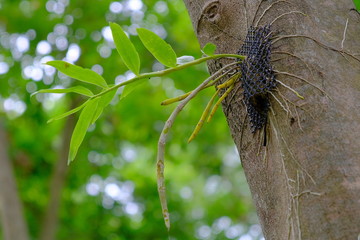 Plant orchids on the tree.
