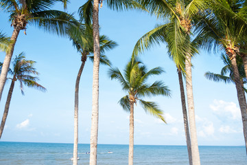 Fototapeta na wymiar Coconut palm tree with blue sky and clouds on the background.