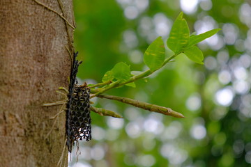 Plant orchids on the tree.