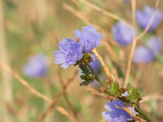 Flor silvestre fotografiada en verano, vista en el margen del camino en los m&aacute;rgenes del rio Llobregat