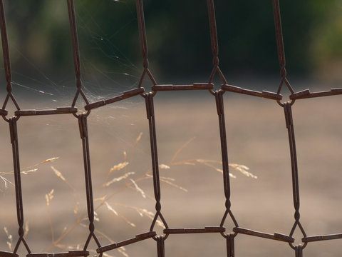 Reja en el campo, la reja est&aacute; hecha de los muelles de un somier. Reja r&uacute;stica para proteger la cosecha.