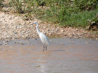 Fauna salvaje del río Llobregat, Martinet Pescador en la ribera del río esperando para pescar.
