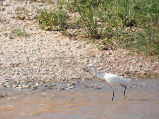 Fauna salvaje del río Llobregat, Martinet Pescador en la ribera del río esperando para pescar.