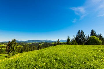 Blooming valley in the Carpathians